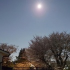 『桜咲く2026　意外にもってる今年の桜』の画像