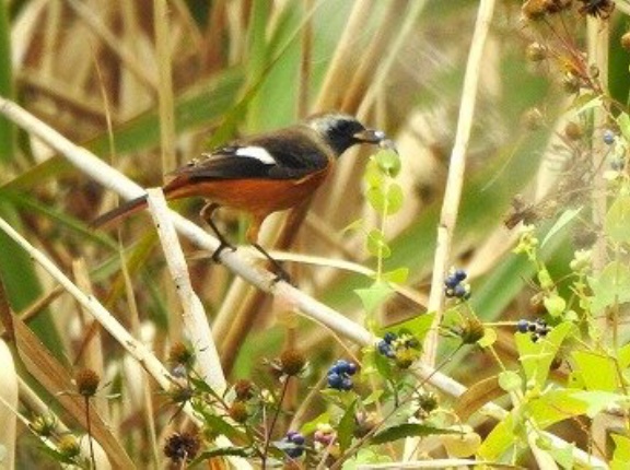 2025年10月31日の野鳥公園