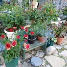 ４/9リンゴ開花