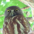 2026天然記念物大銀杏でアオバズクを撮る5🦉📸（足利市鑁阿寺）
