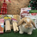 うさぎブログ　うさぎのしっぽ公式ブログ「日々しっぽ」