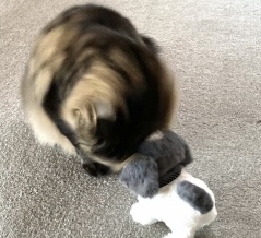 【猫写真】新しいぬいぐるみのおともだち