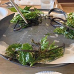 ときどきひびき農園日記