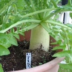 Heyモーの家庭菜園を楽しむ