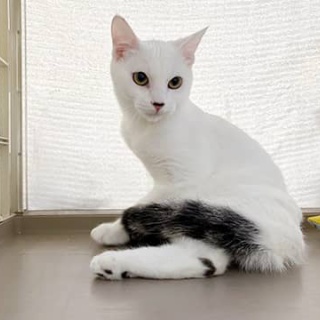 東京キャットガーディアンシェルター日記