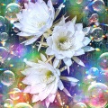絆を照らす光の輪郭 Hopeful Radiance