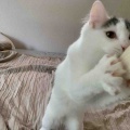壊れないおもちゃ、発見