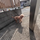 さくらちゃん。