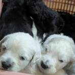 ペットのスペシャリストを目指して!!