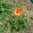 この花にご注意を。