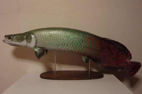 【美品】82cm ピラルク(樹脂製)fish craft REAL製作 魚の模型制作しています。 fish craft REAL - 82cmピラルク