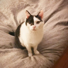 まこという名の不思議顔の猫