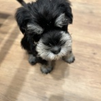 神奈川県小田原市 ペットショップワンラブ フレスポ小田原シティーモール店のスタッフブログ