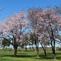 十勝川河川敷　【帯広市】