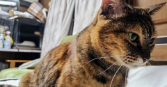 守ってやりたい猫 　ナス