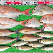 2026年4月13日　釣果