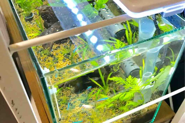 人気 売れ筋 Ada Co2アドバンスシステム フォレスト その他 ペット用品 毎日特売 Consorciocascovellovigo Org