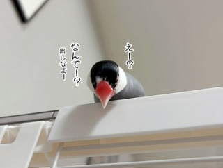 換羽ってやつぁ