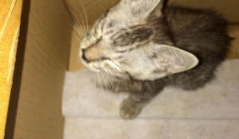 【画像】野良猫拾って5年が過ぎた