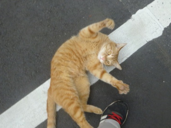 陽気な兄貴猫、ボス猫以前　20251215