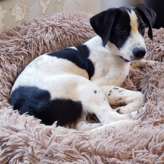 GUNDOG RESCUE CACI 活動ブログ