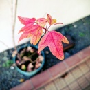 寒気　“缶”　“缶”　寒太郎