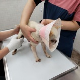 『【犬】マフィンくん 血液検査』の画像