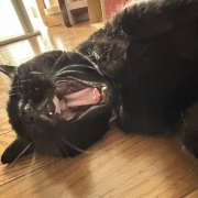 娘と私への猫の対応の違い