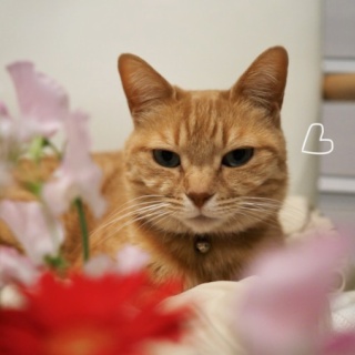 湘南凸凹柴WAN日記