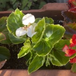 ブログあれこれ