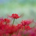 【画像】彼岸花を撮った