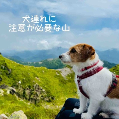 犬連れ霧降高原キスゲ平園地（栃木県日光市） : 登山犬 ジャック