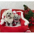 仕事納めとAIと。