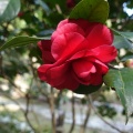 八重の椿（紅）