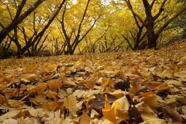 勝手に花言葉 徒然なるままに 銀杏