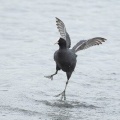 2026年5月7日の野鳥公園