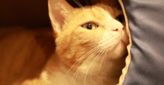 ニオイを嗅ぎたい猫。