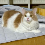 猫だらけ