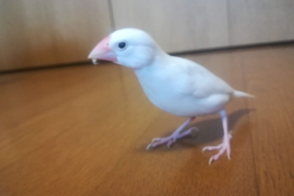 白文鳥のぴーちゃんの記録 年12月