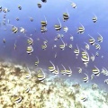 石垣島のダイビングショップさん、海のメロディー御一行様ツアースタート！