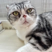 高齢猫と若い猫のじゃれ合いとパンダの思い出