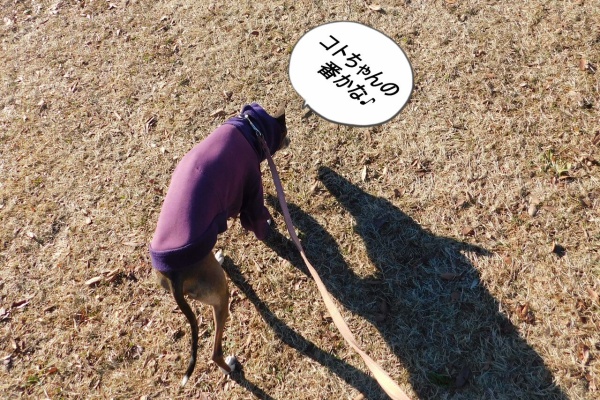 イタグレ5兄妹ビビオトゲンコトチャン＆頭ちゃん