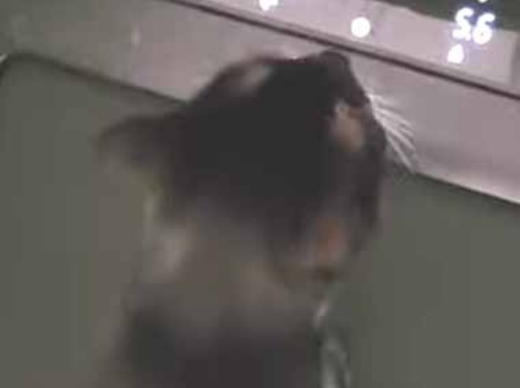 うちの猫は「ルームランナー」が大好き。ちょっと速さが足りないな → 自分でこうします…