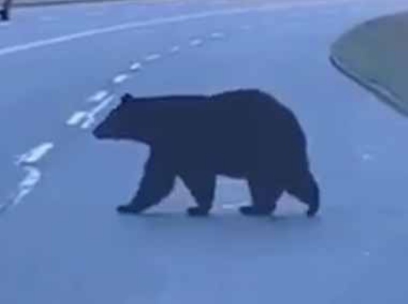 車が走っているのに親子が道路を渡り始めた。道端には風船があった。もう、あの子ったら！ → 子供はこうなった…