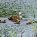 2026年7月11日の野鳥公園