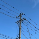 フン害に憤慨（その3）