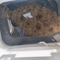 なんか魚釣れたんやが?
