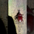 撮影してて「おぉ！？」となった生き物動画