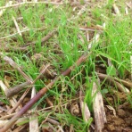 mocomoco南三陸町、羊いっぱいプロジェクト！！