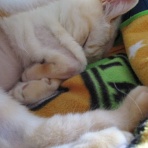 だいちゃんとはなちゃんの猫日記